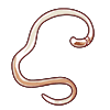 Worm.png