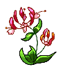 FlowerHoneysuckle.png